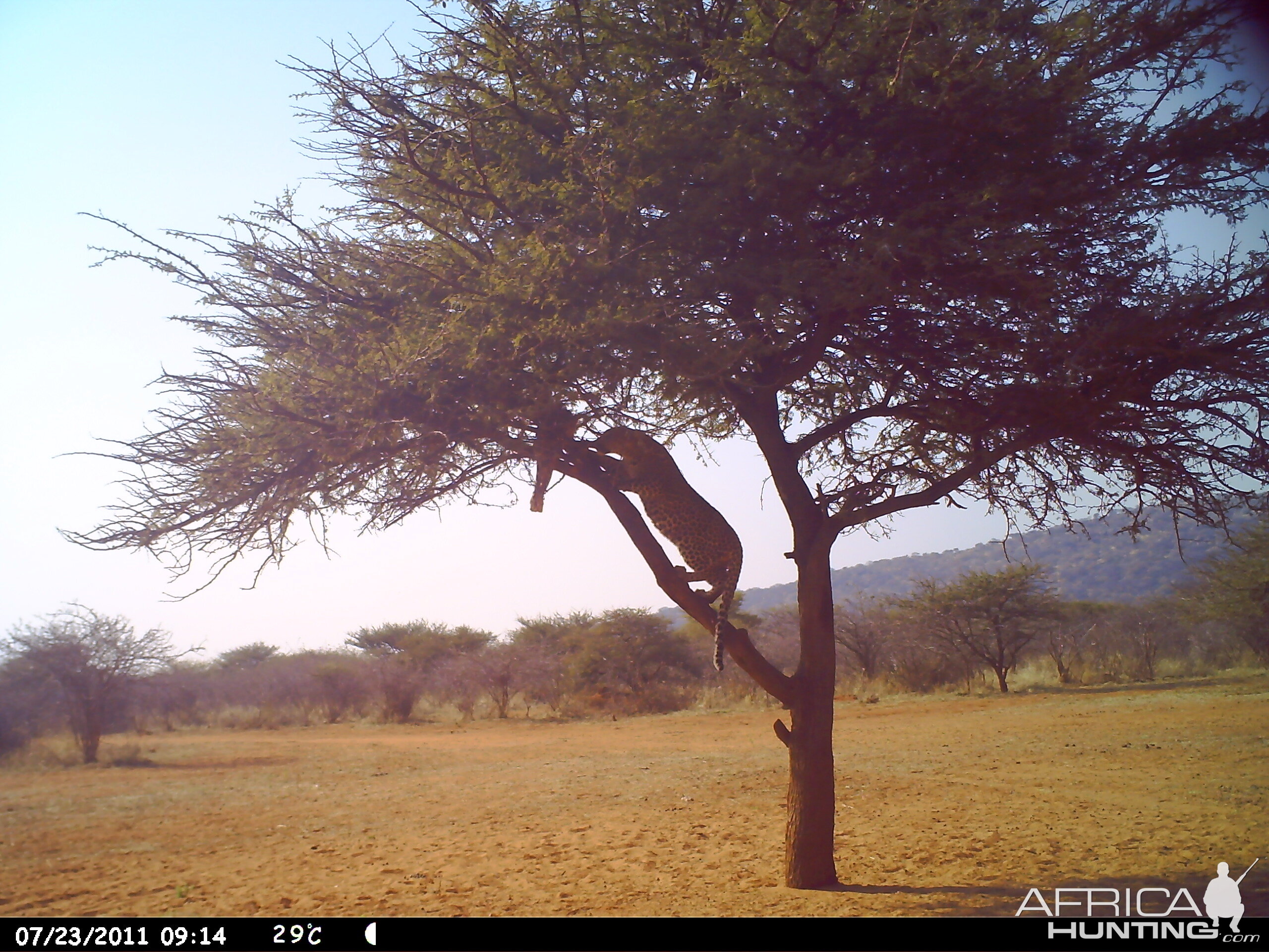 Leopard Namibia