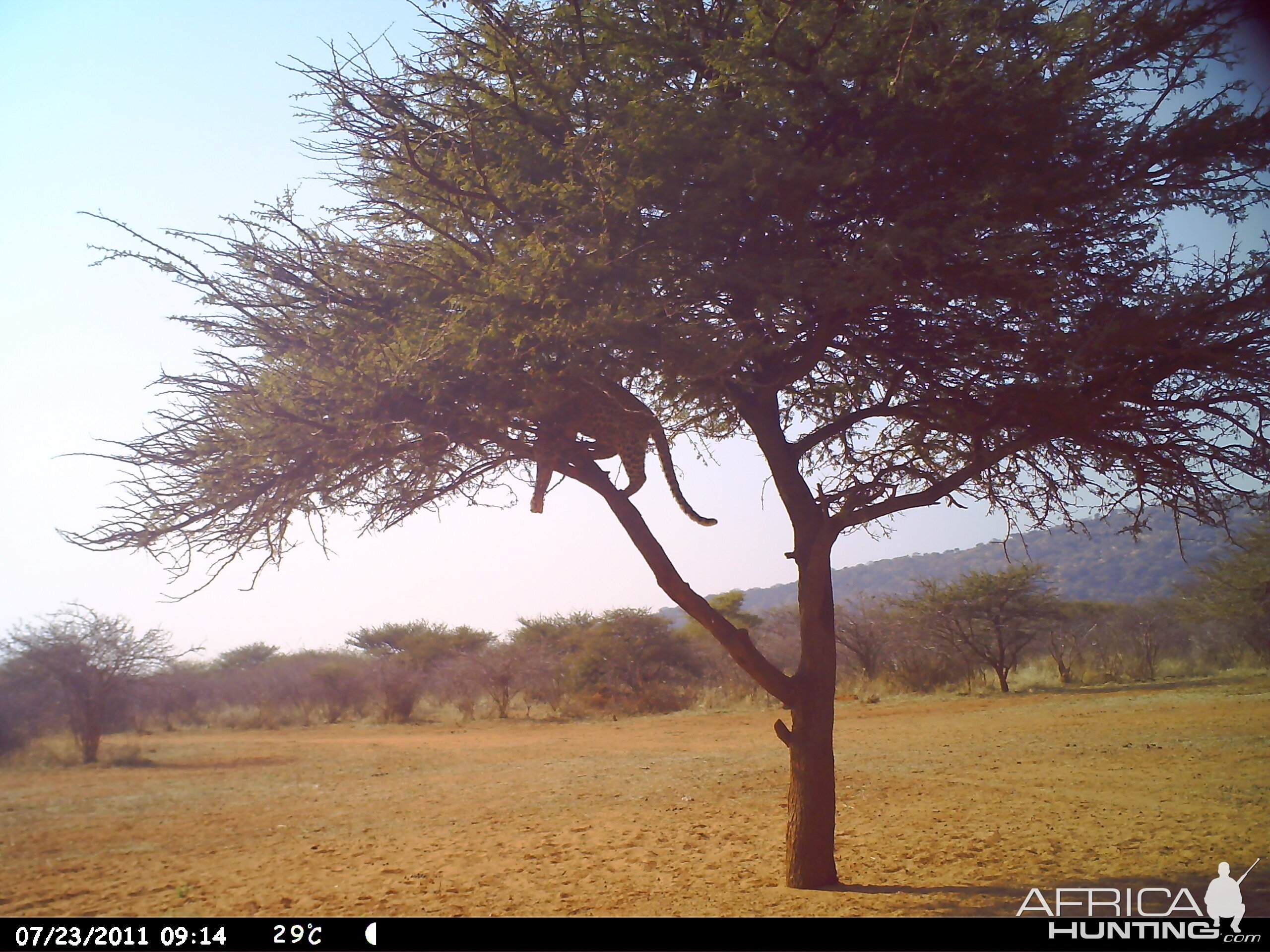 Leopard Namibia