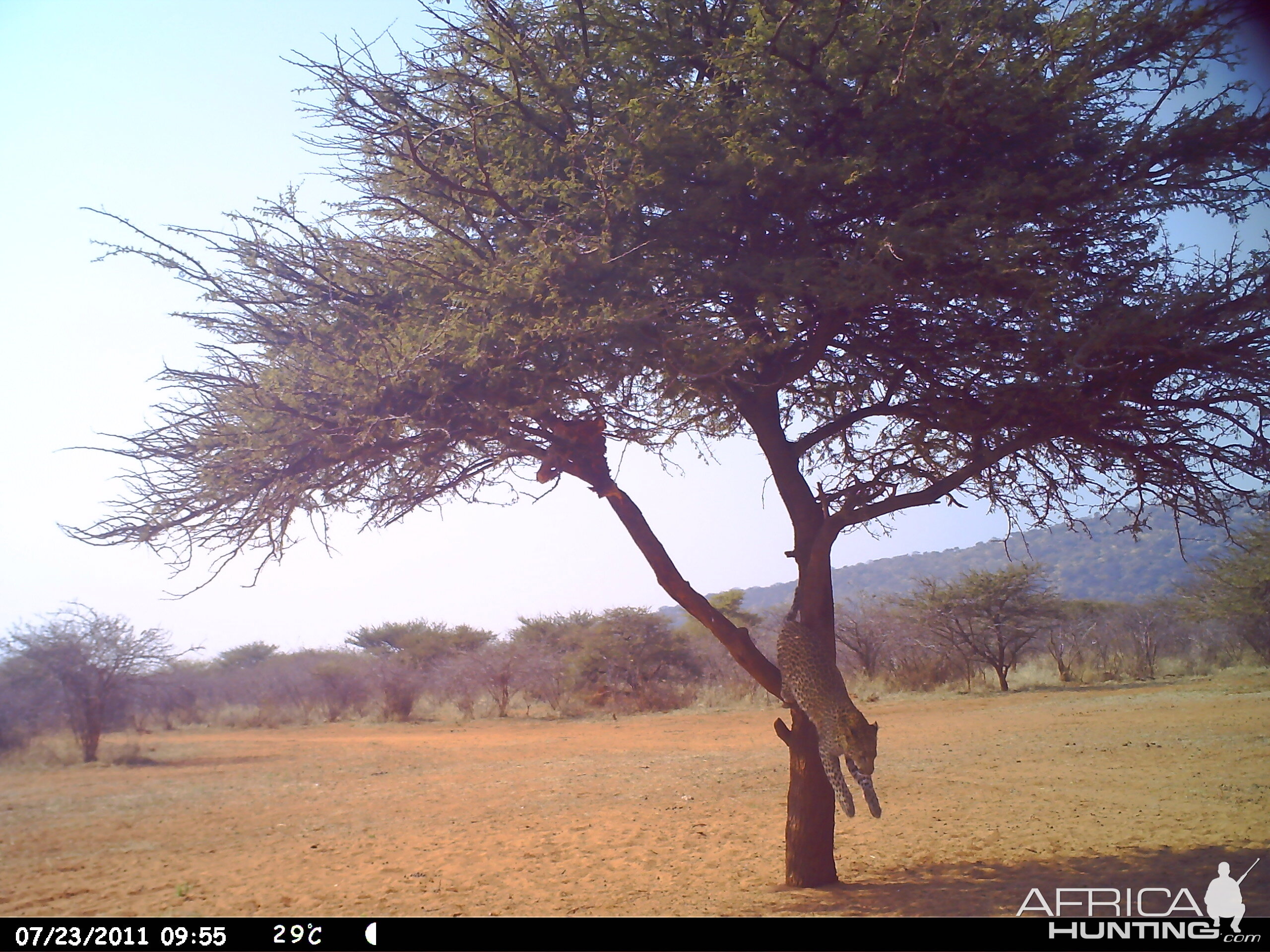 Leopard Namibia