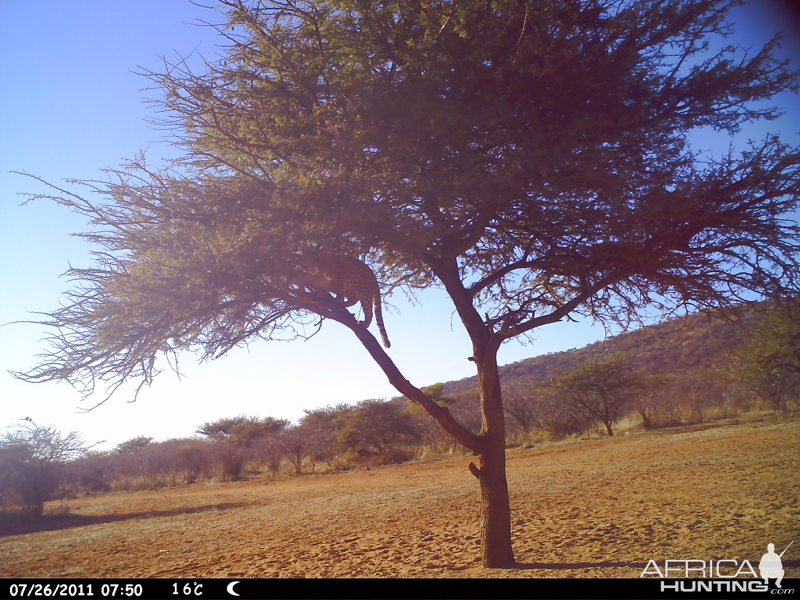 Leopard Namibia