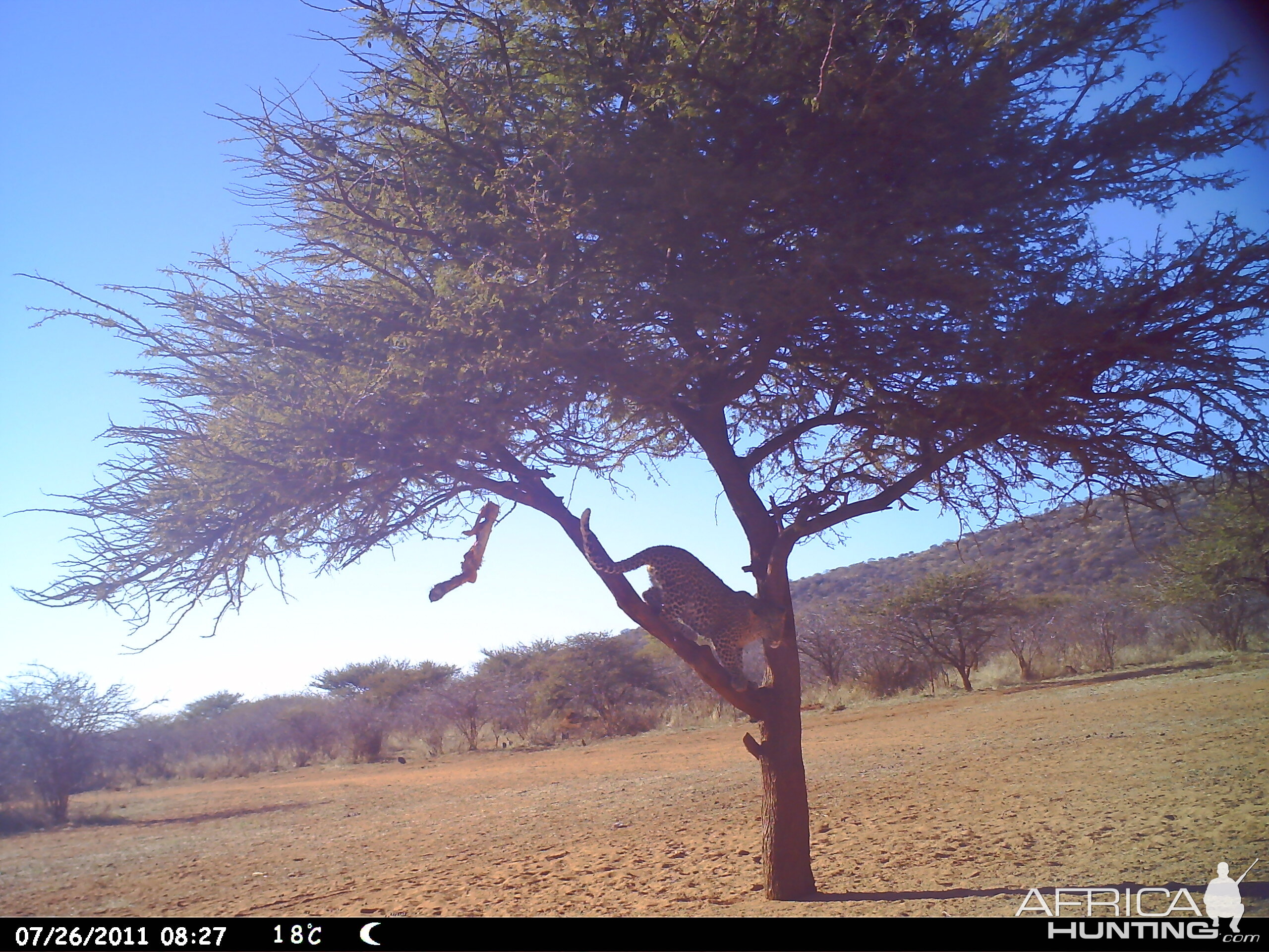 Leopard Namibia