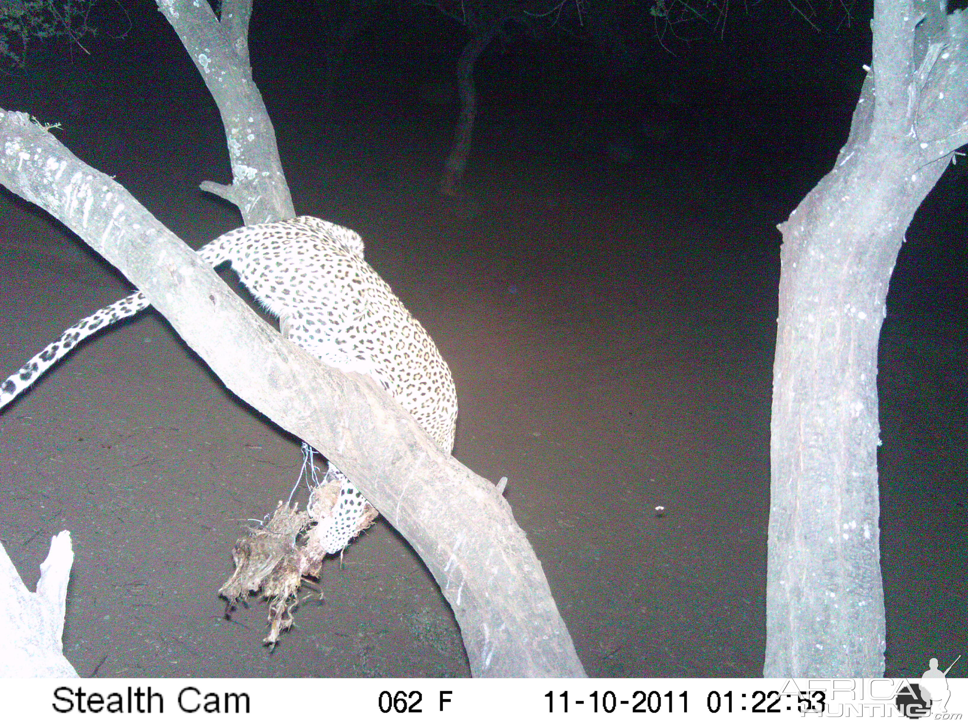 Leopard Namibia