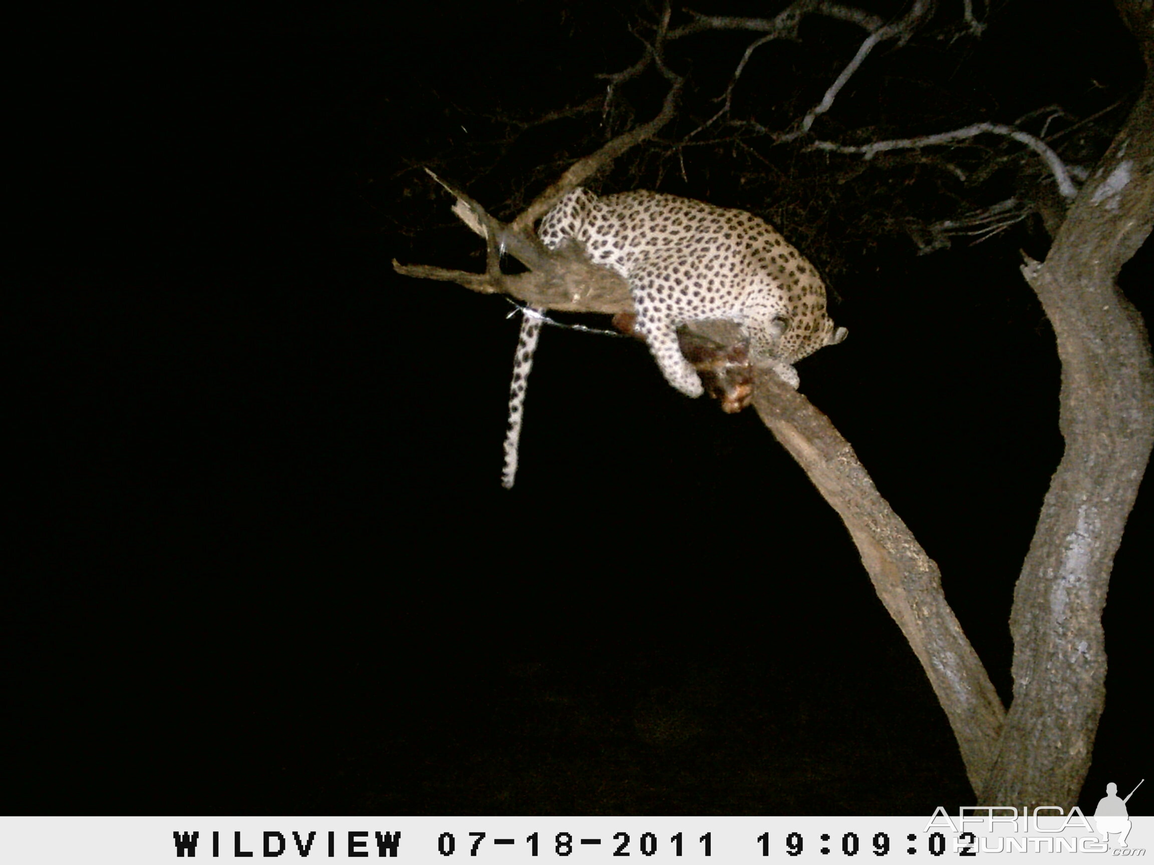 Leopard Namibia