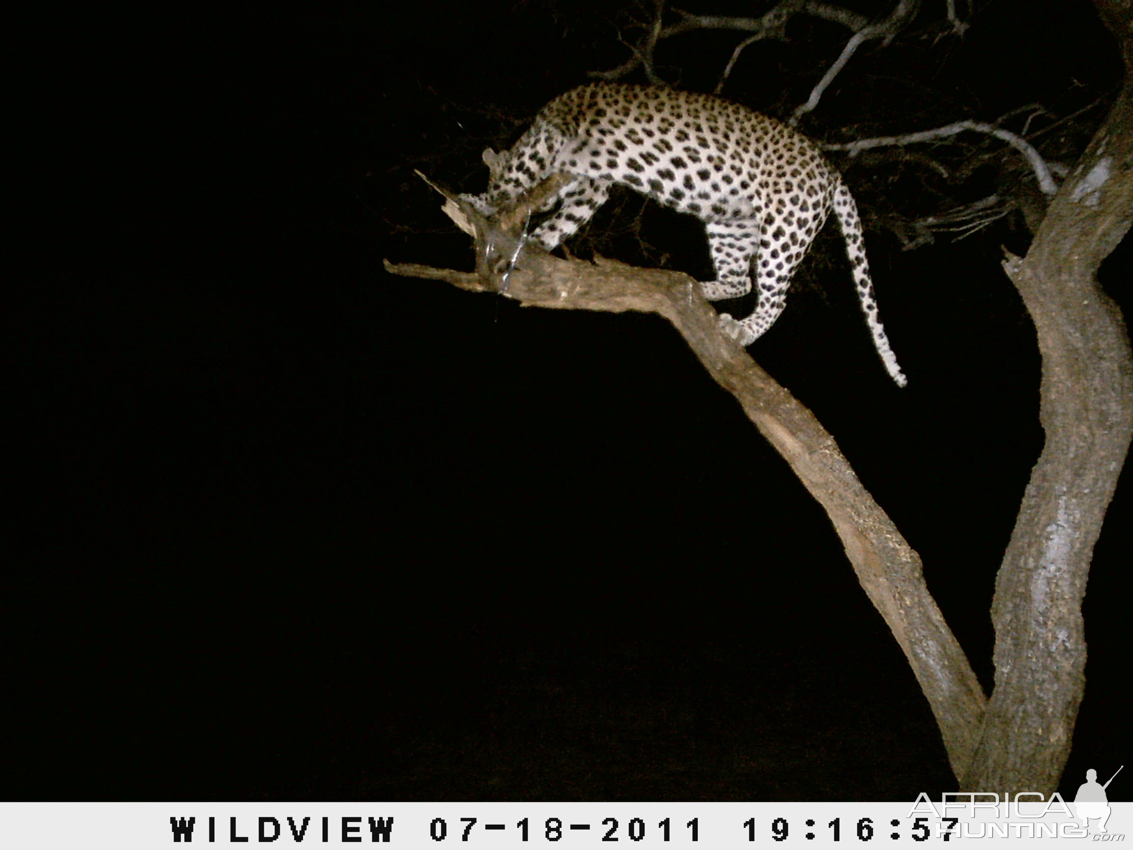 Leopard Namibia