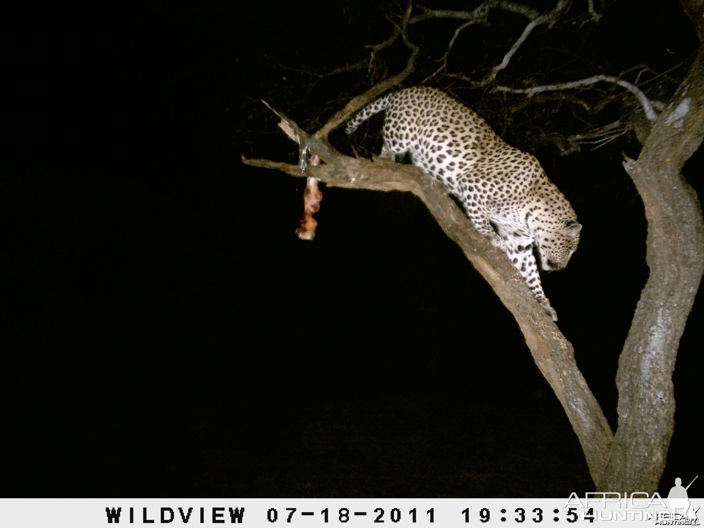 Leopard Namibia