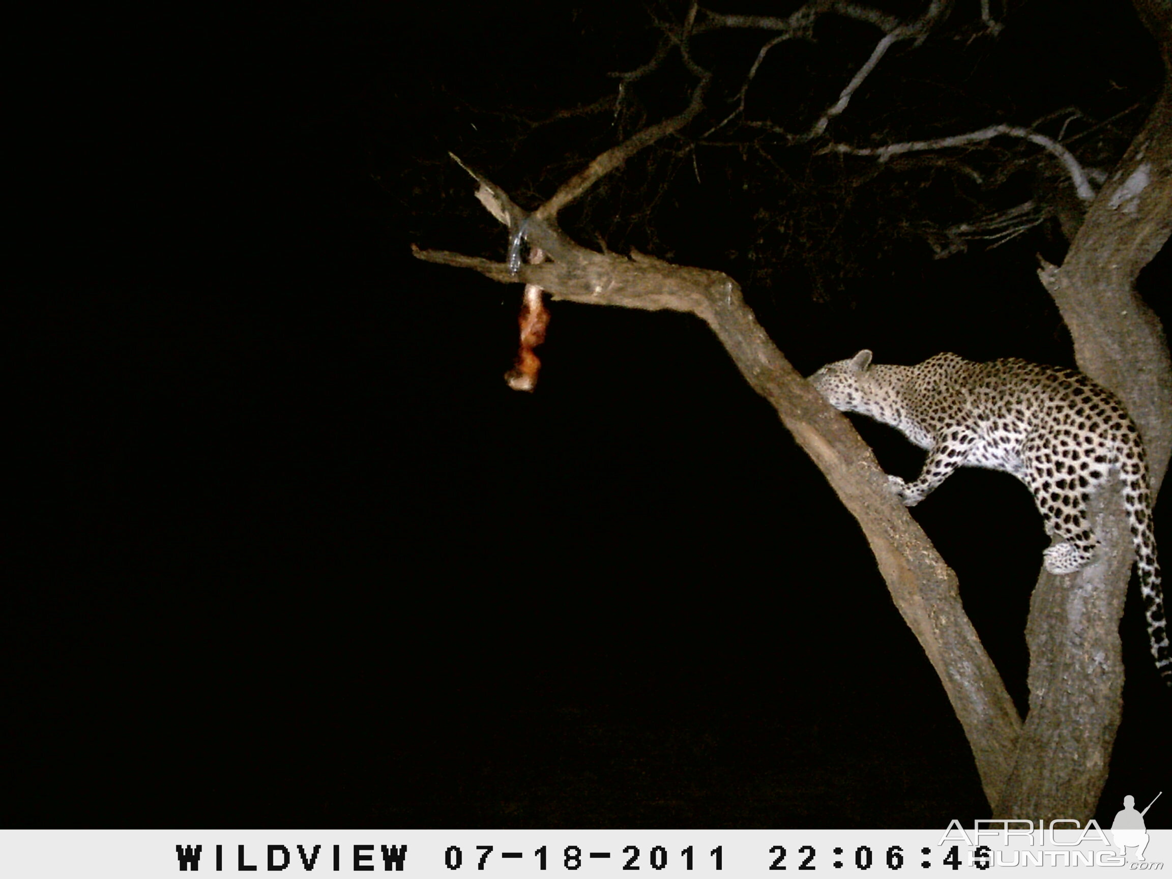 Leopard Namibia