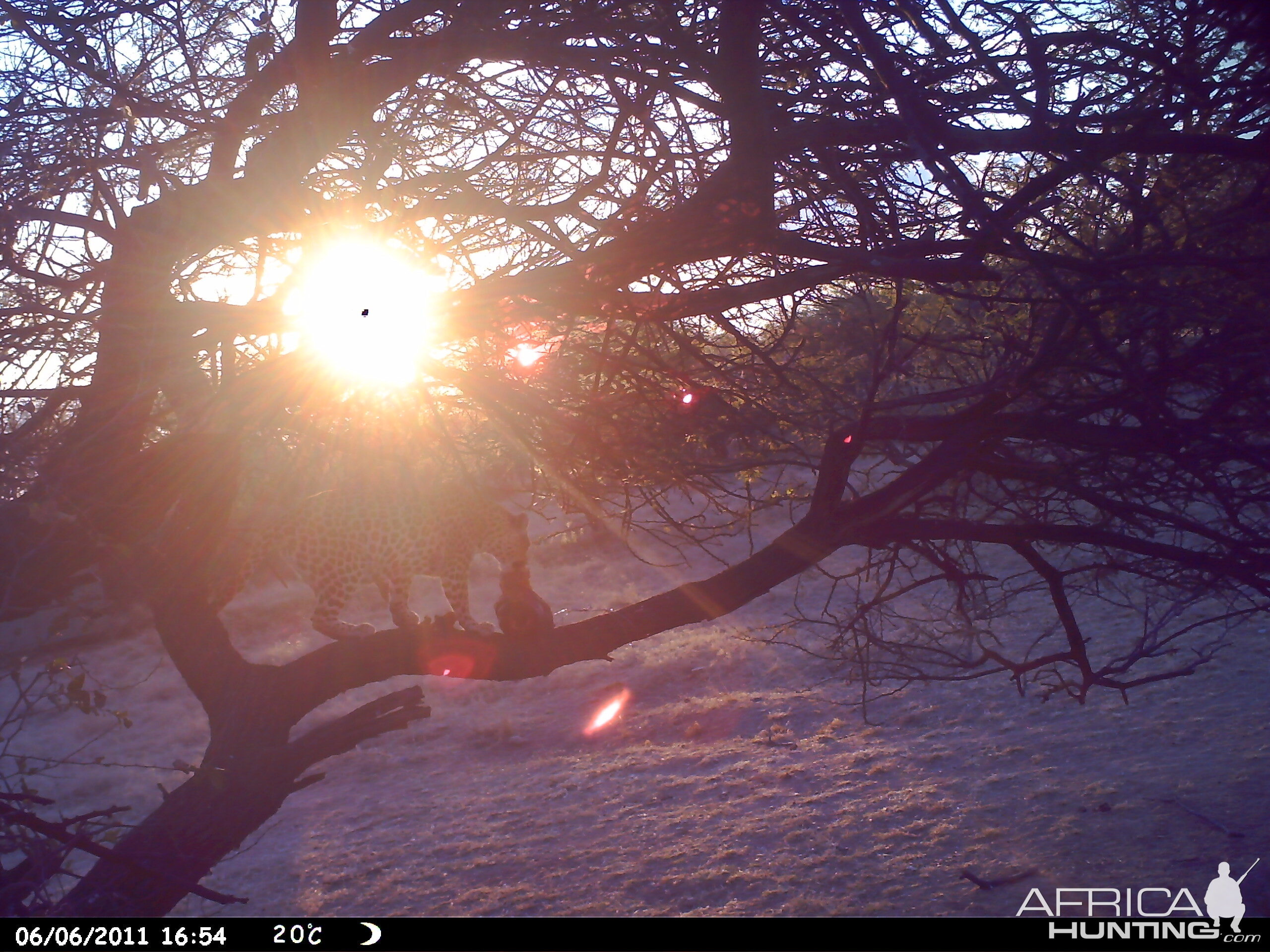 Leopard Namibia