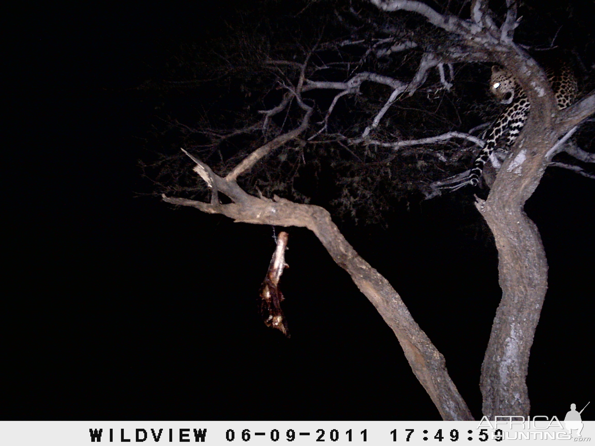 Leopard Namibia