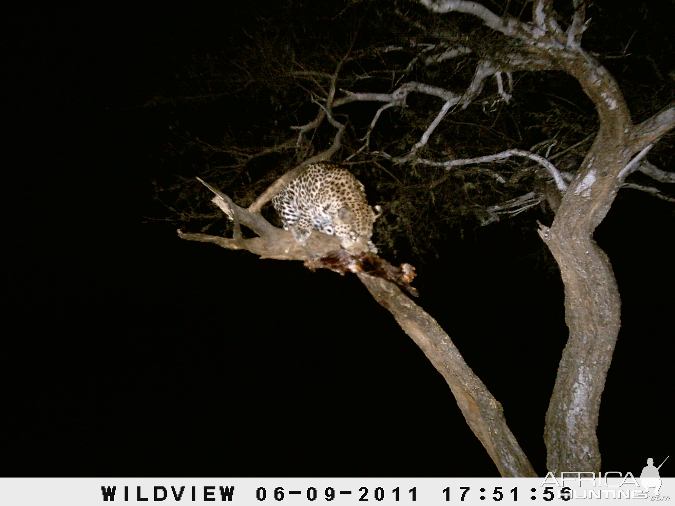 Leopard Namibia