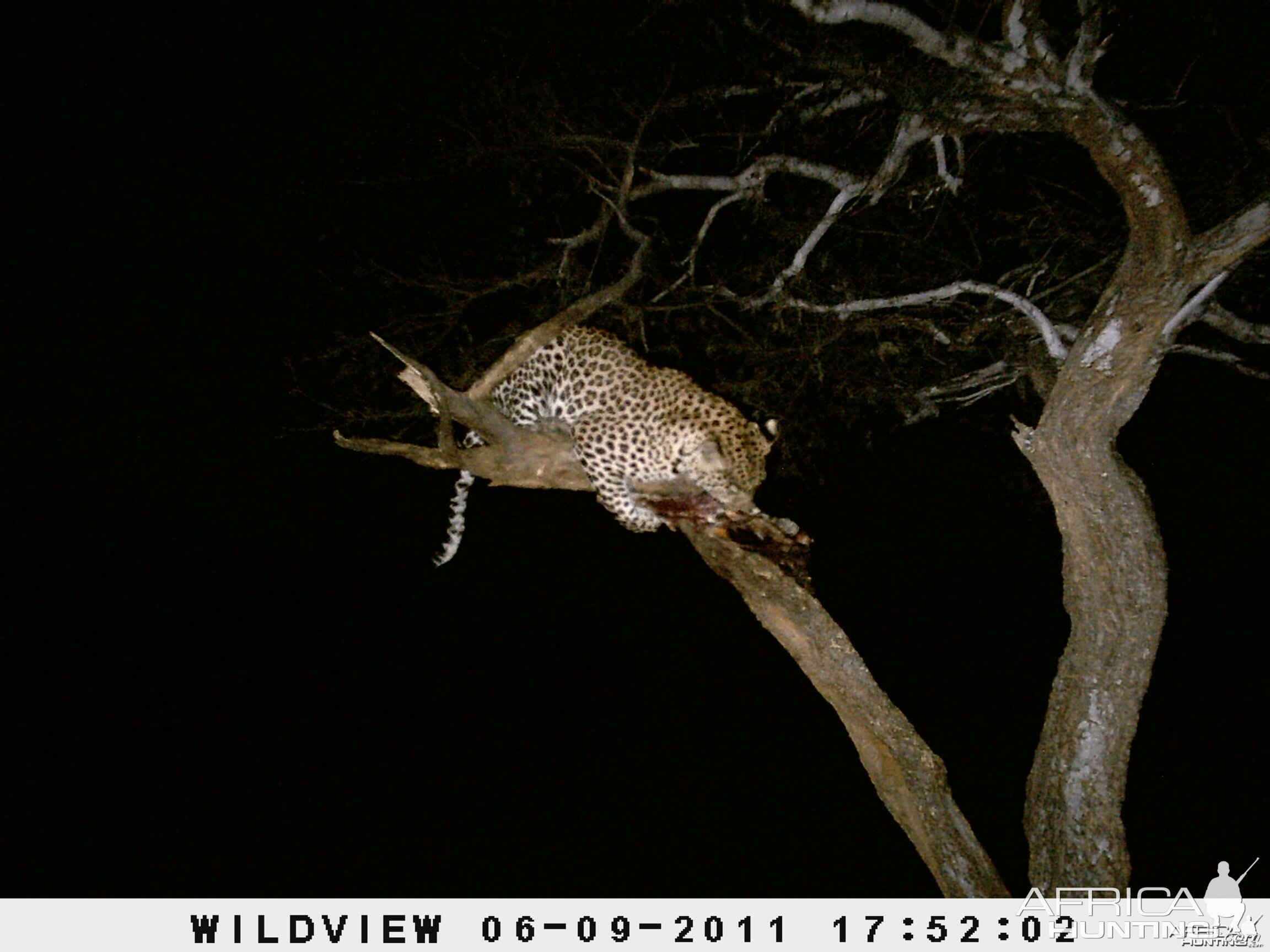 Leopard Namibia