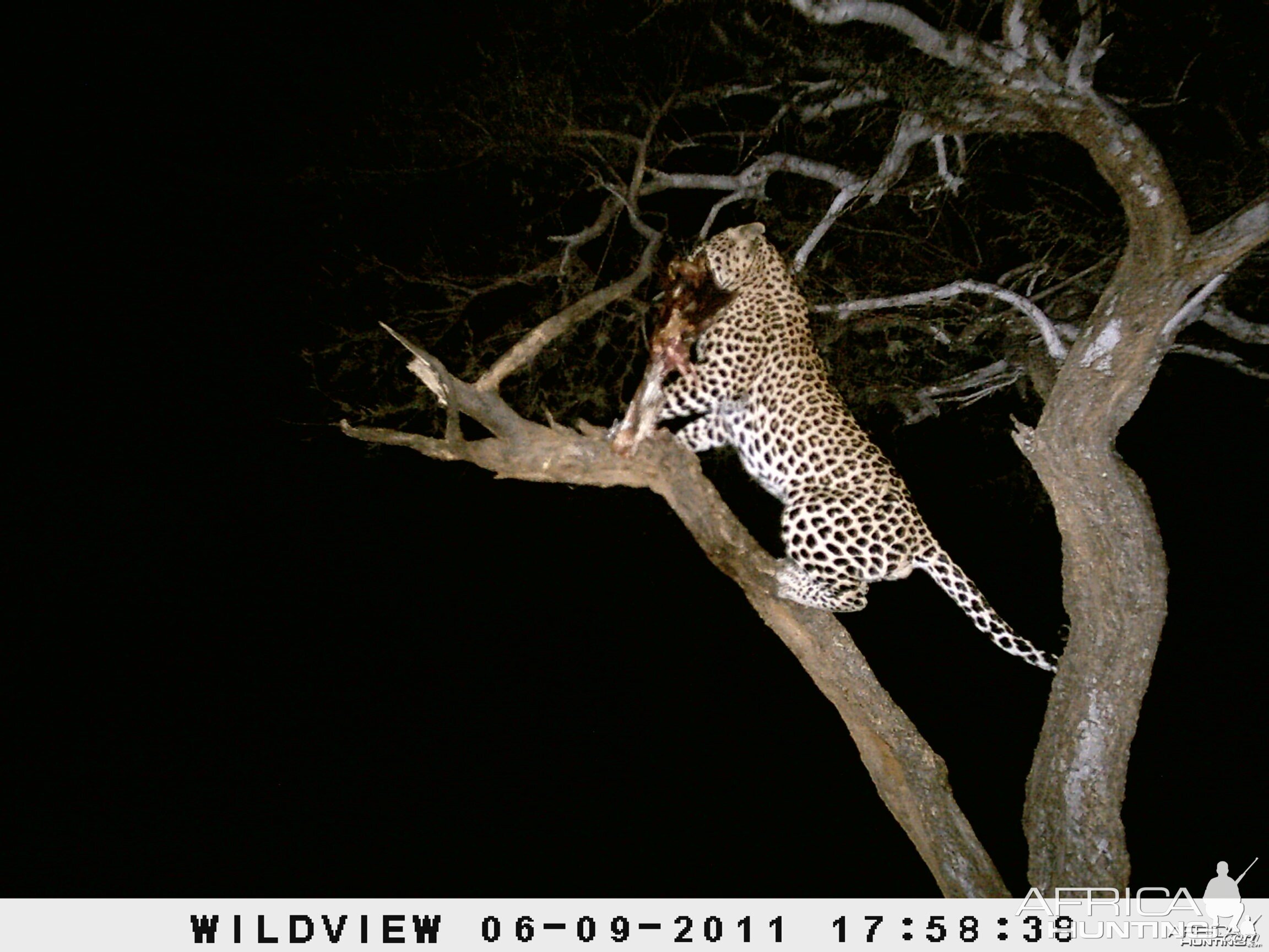 Leopard Namibia