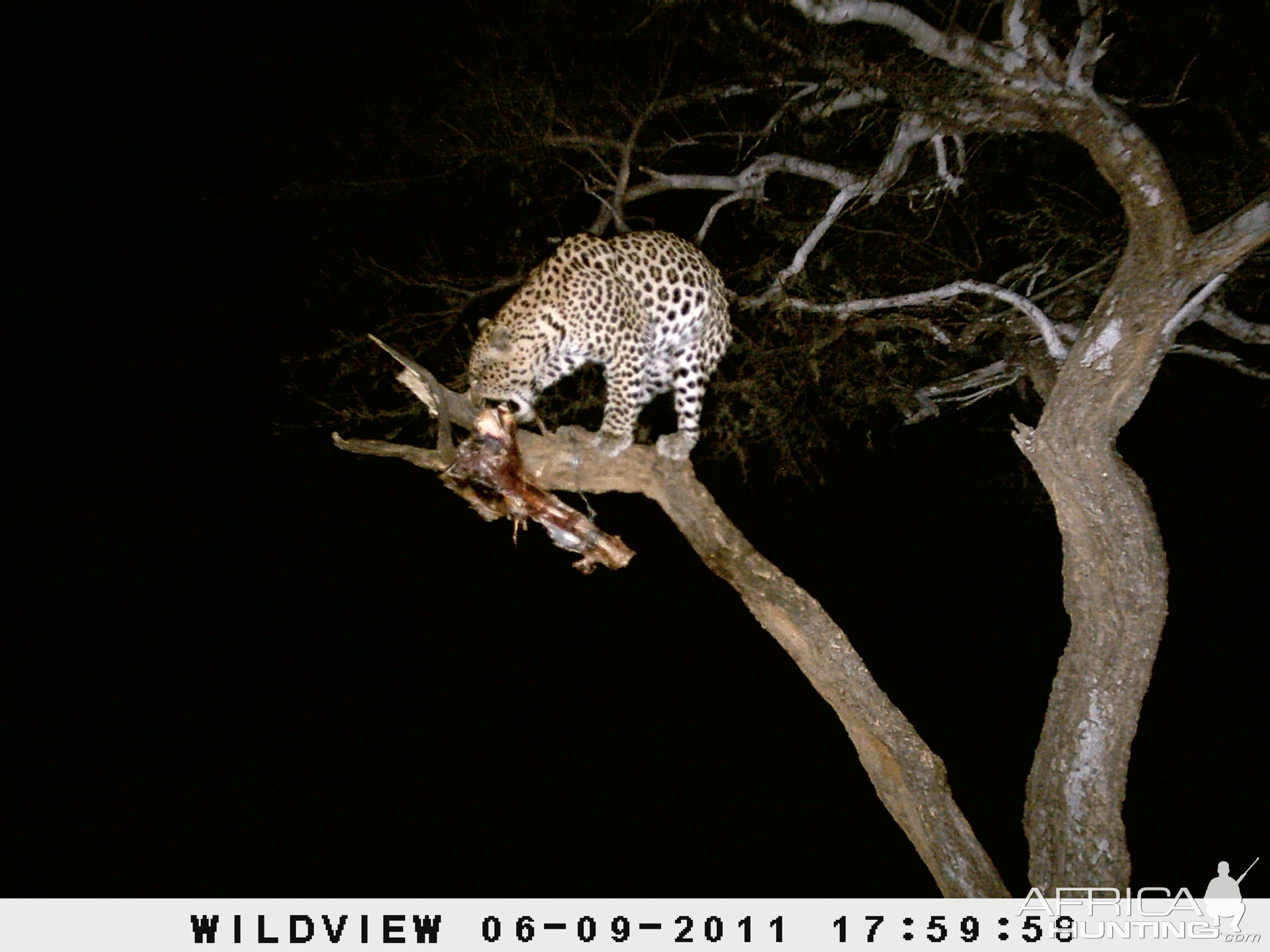 Leopard Namibia