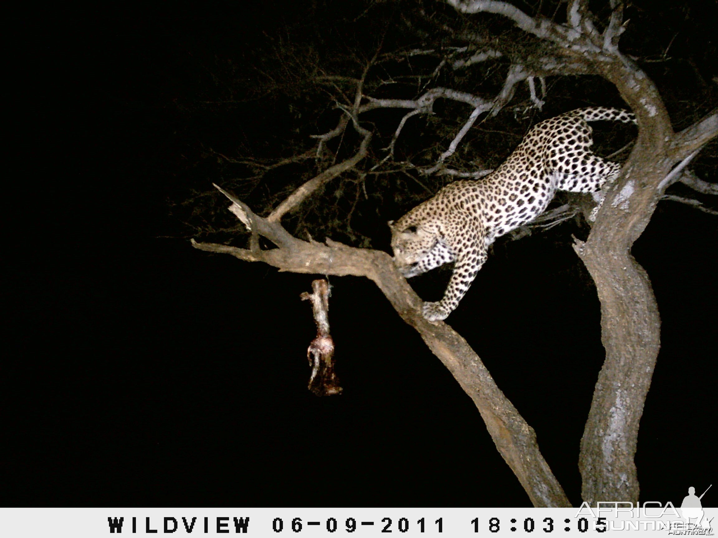 Leopard Namibia