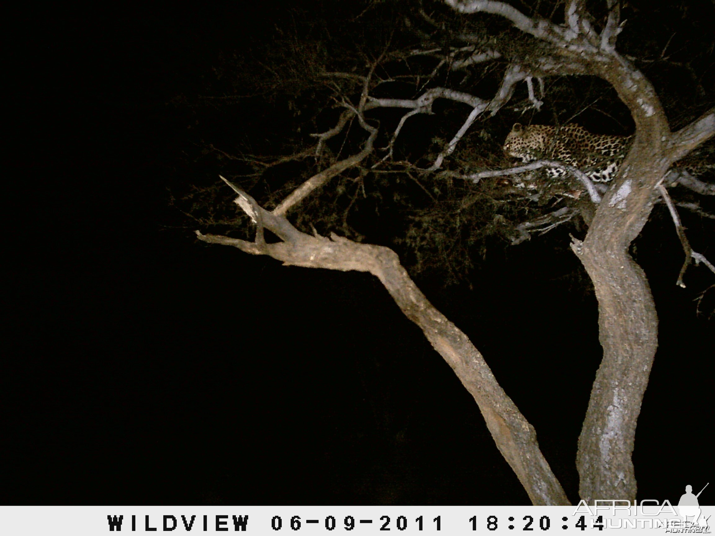 Leopard Namibia