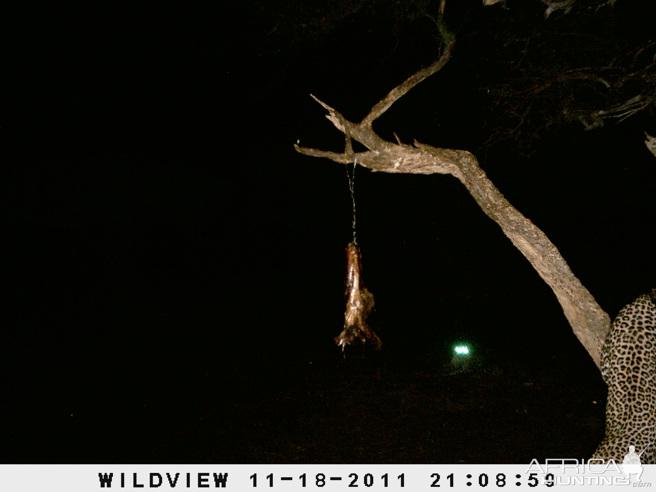 Leopard Namibia