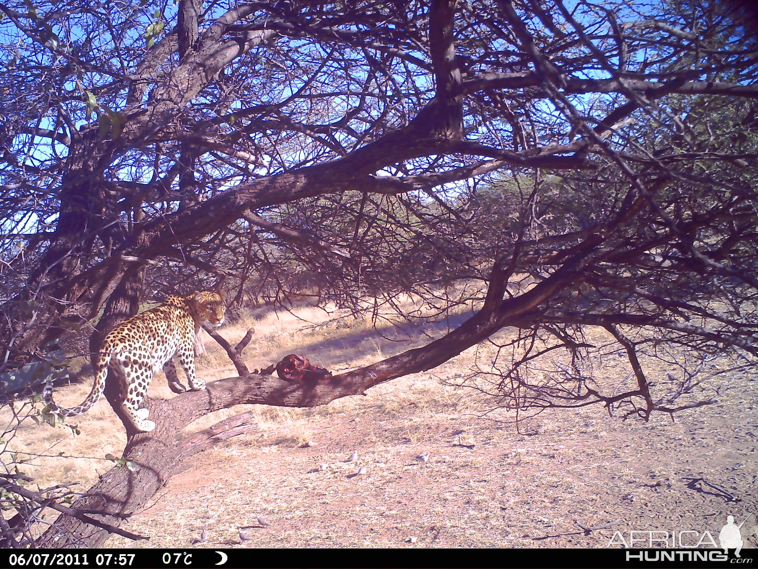 Leopard Namibia