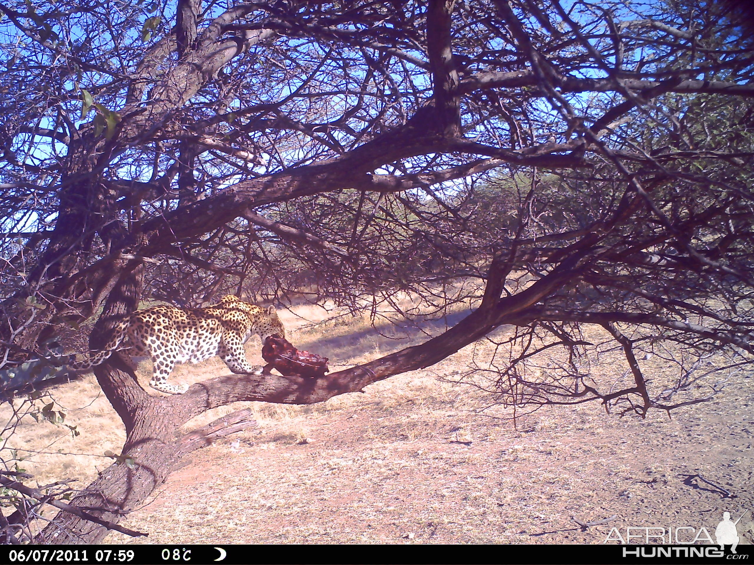 Leopard Namibia