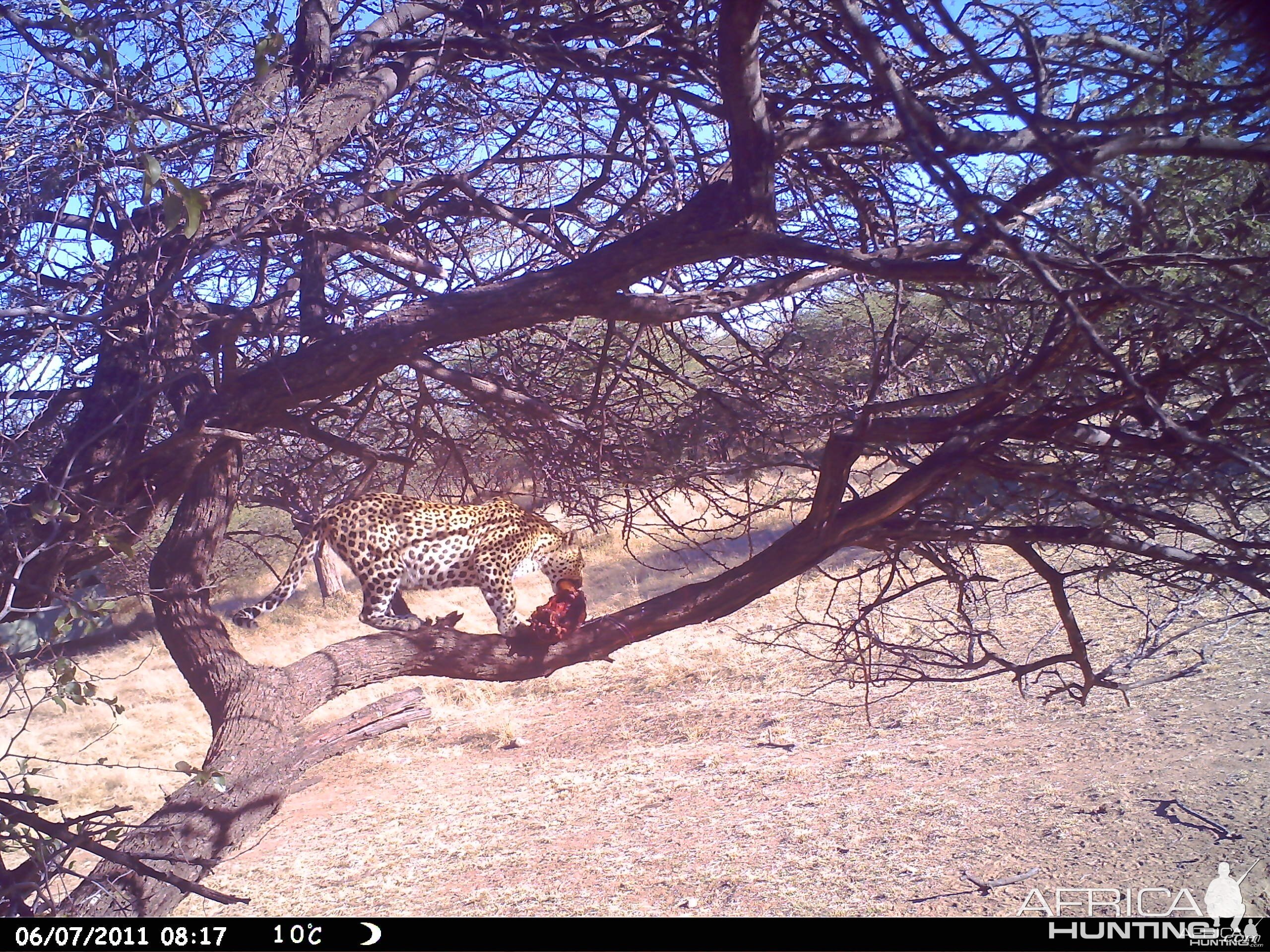 Leopard Namibia