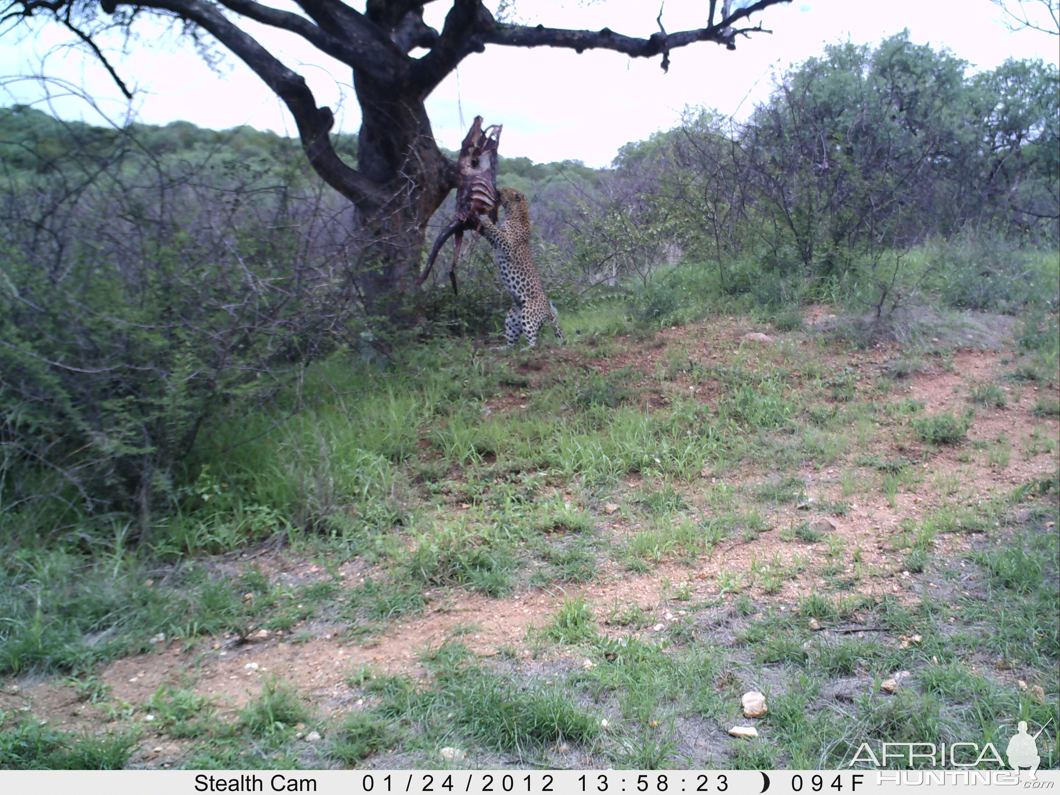 Leopard Namibia