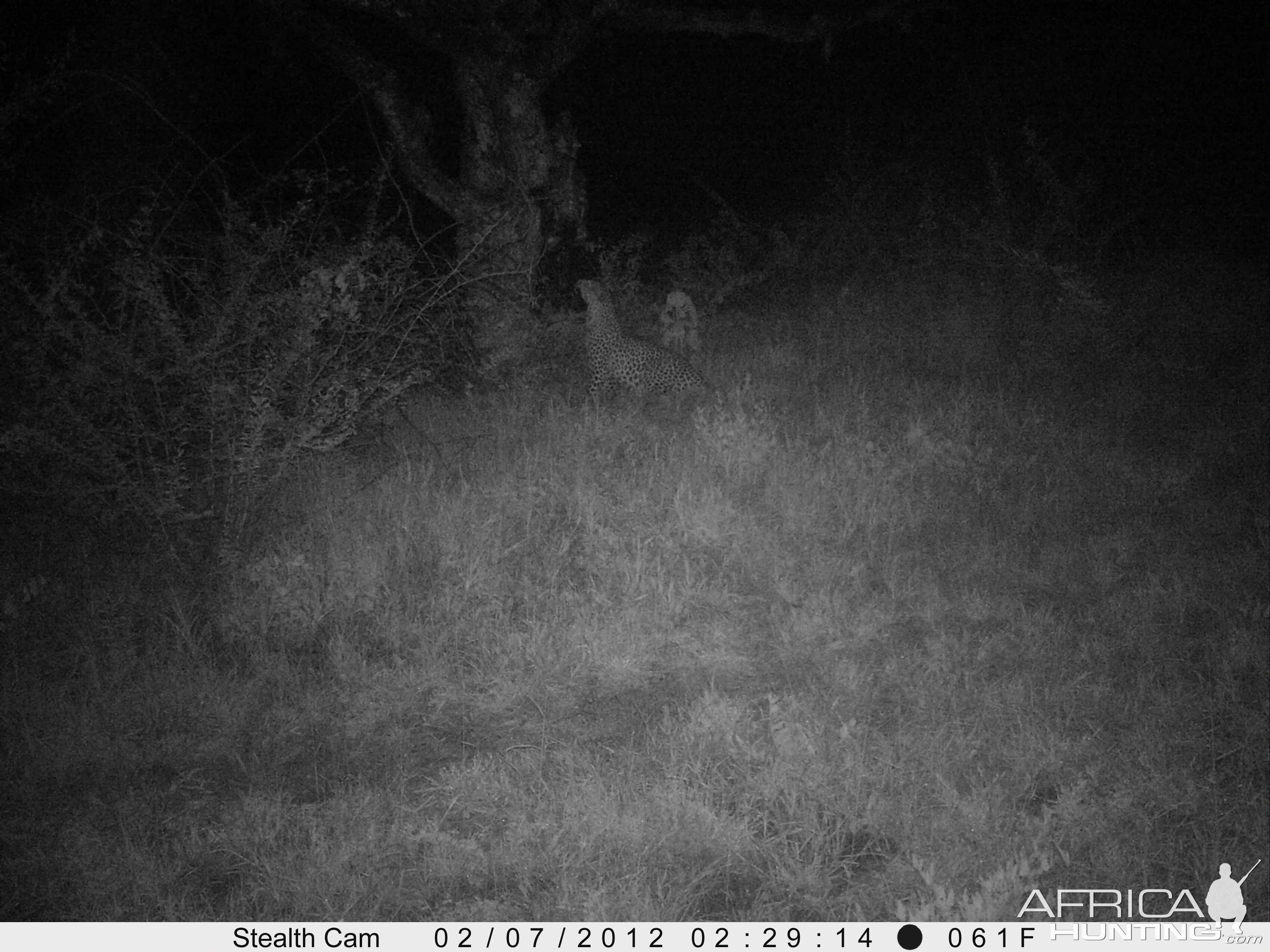 Leopard Namibia