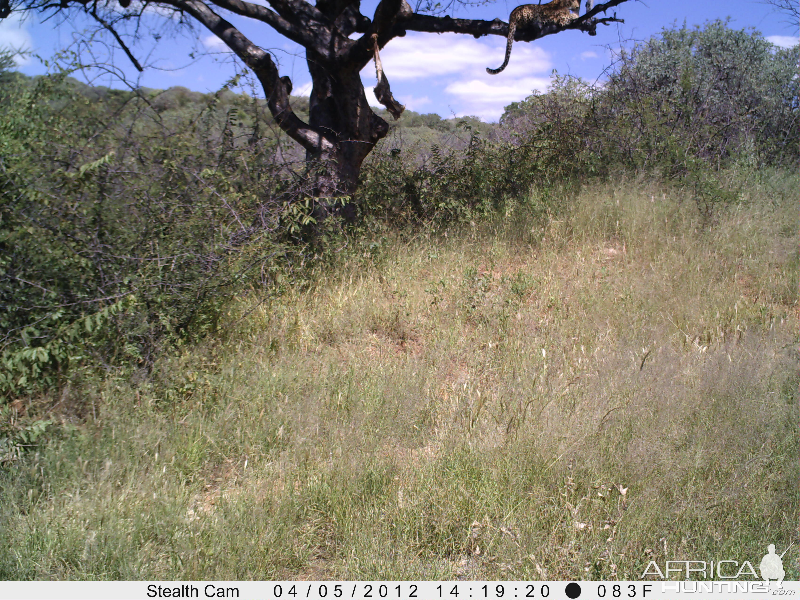 Leopard Namibia