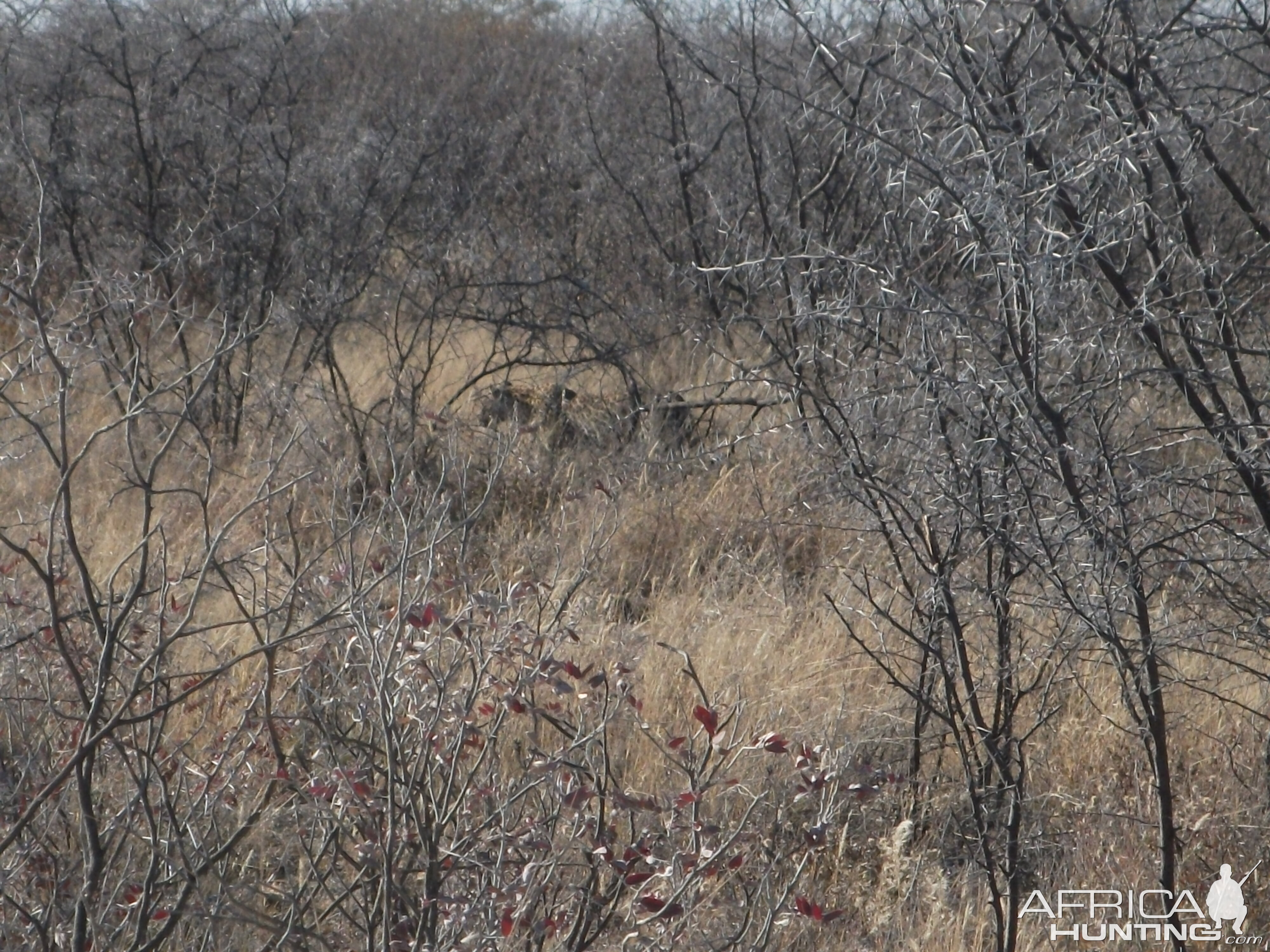 Leopard Namibia