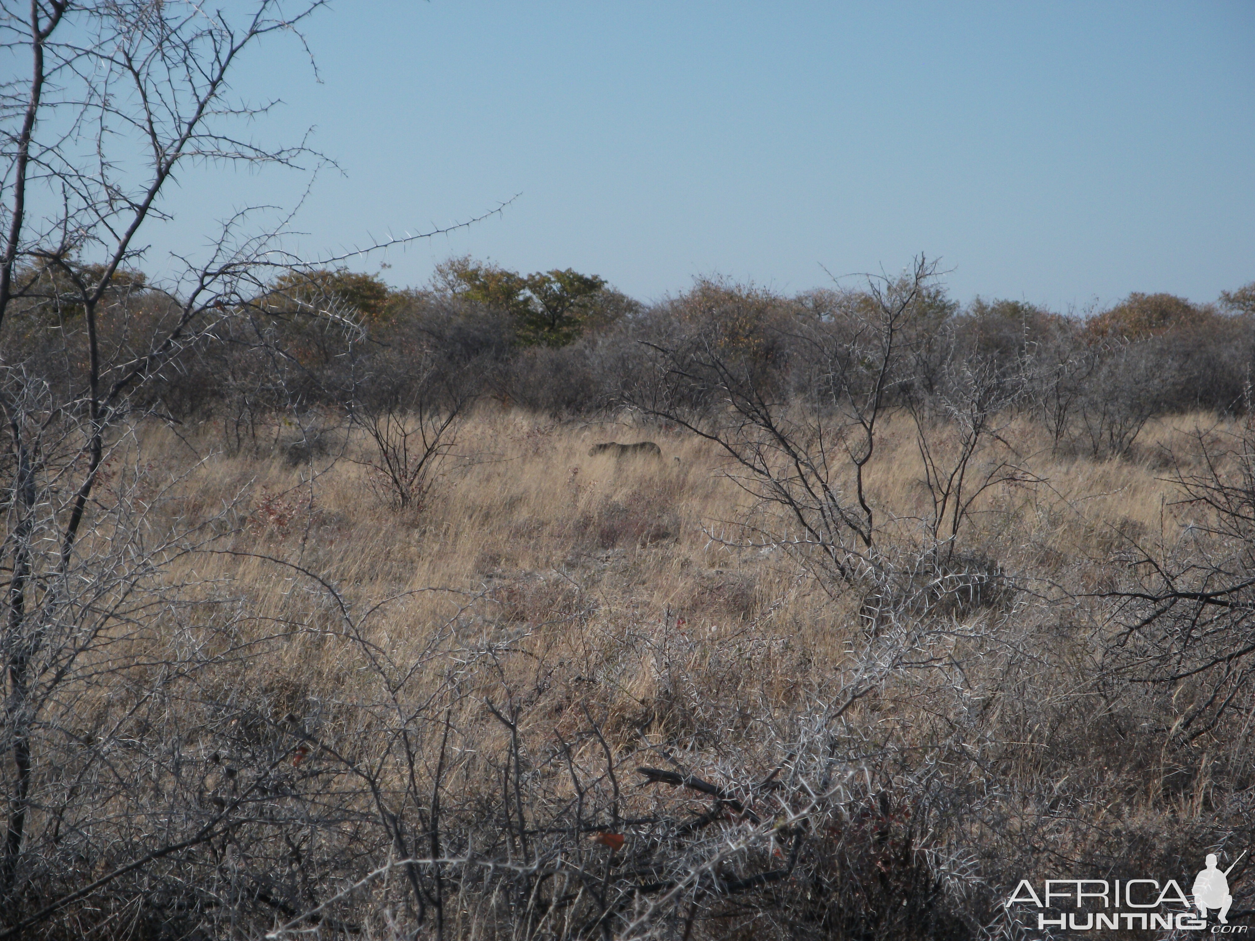 Leopard Namibia