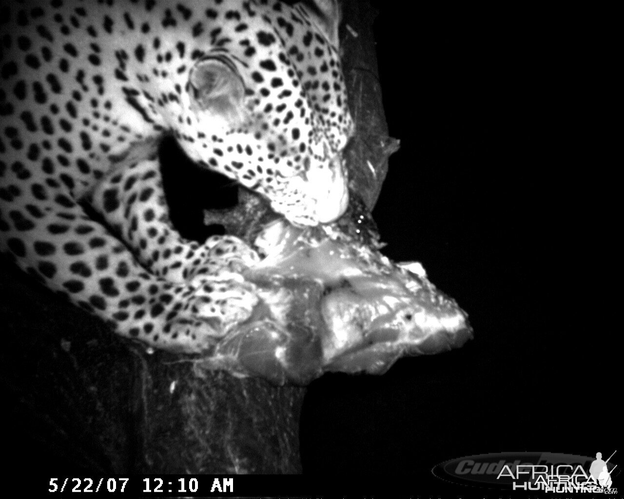 Leopard on Bait at Ozondjahe Safaris Namibia