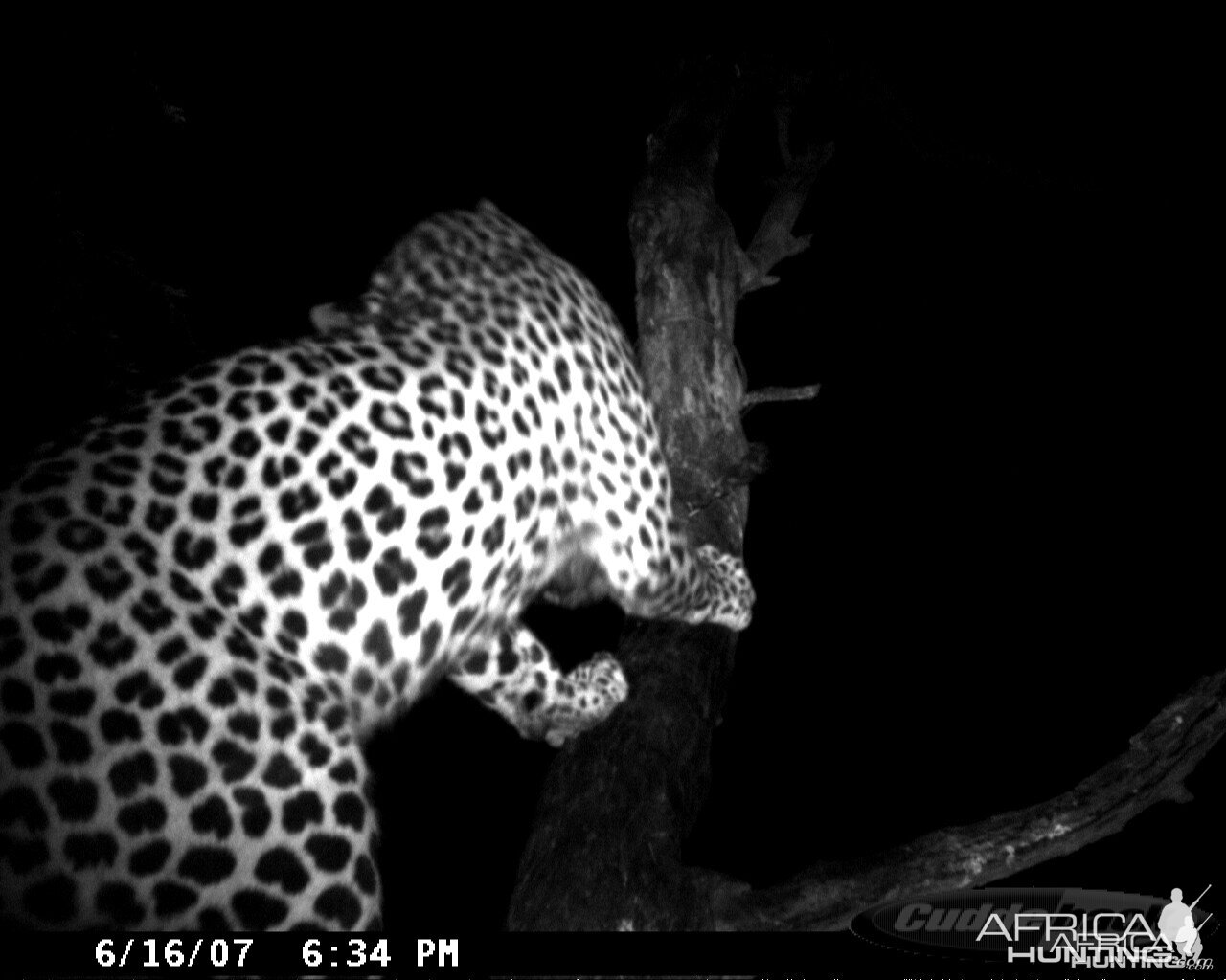 Leopard on Bait at Ozondjahe Safaris Namibia