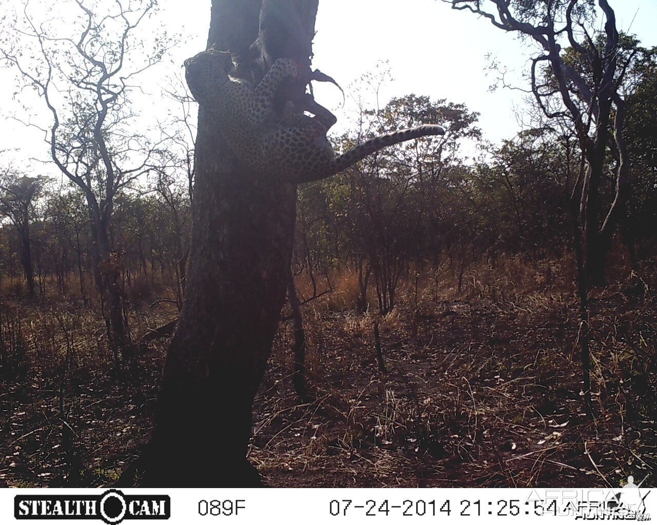 Leopard on bait Hunting Tanzania