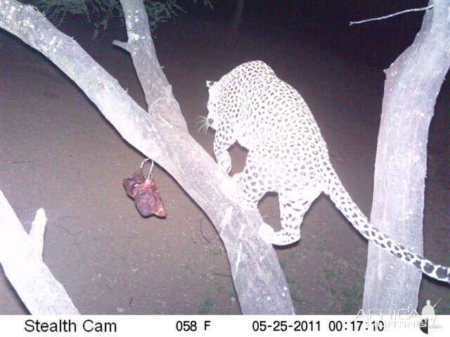 Leopard on Bait in Namibia