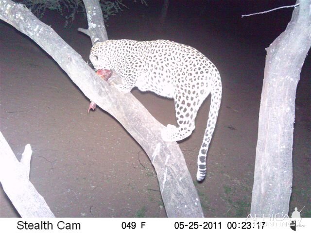 Leopard on Bait in Namibia