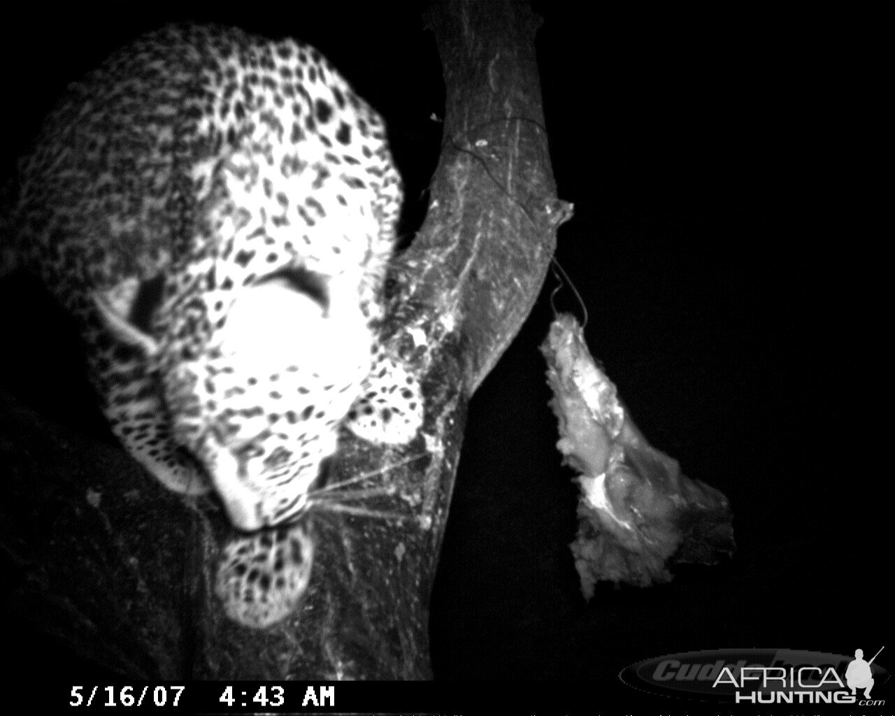 Leopard on Bait in Namibia