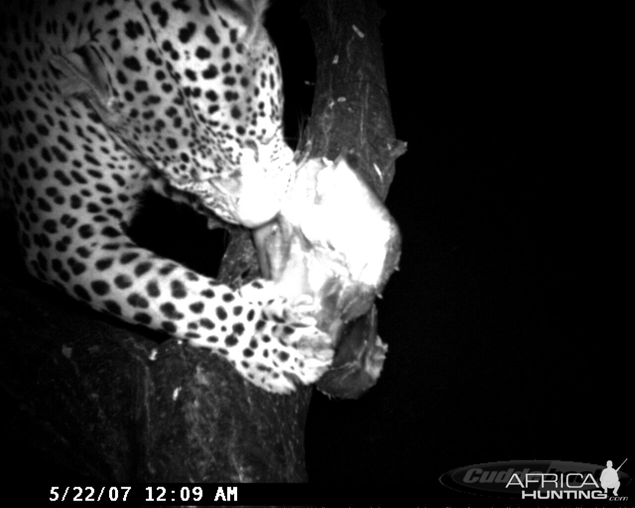 Leopard on Bait in Namibia