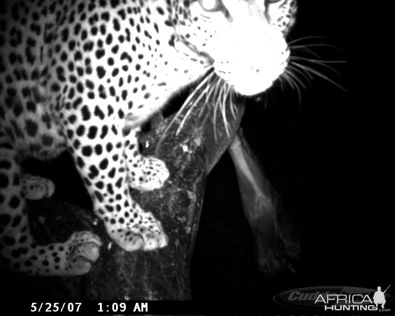 Leopard on Bait in Namibia | AfricaHunting.com