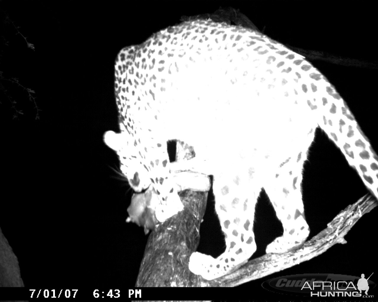 Leopard on Bait in Namibia