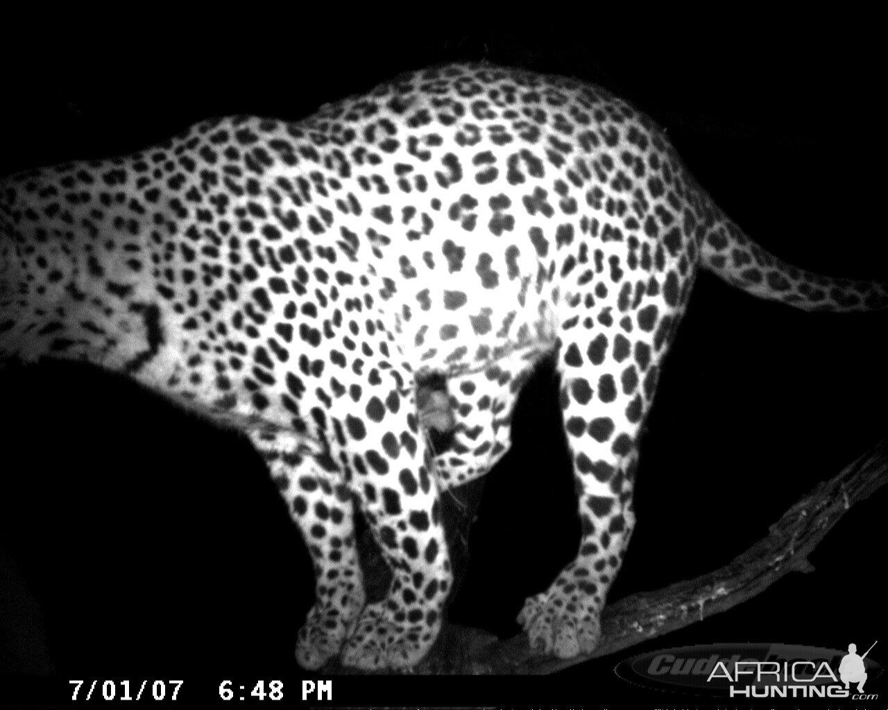 Leopard on Bait in Namibia