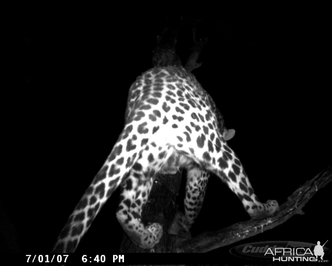 Leopard on Bait in Namibia | AfricaHunting.com