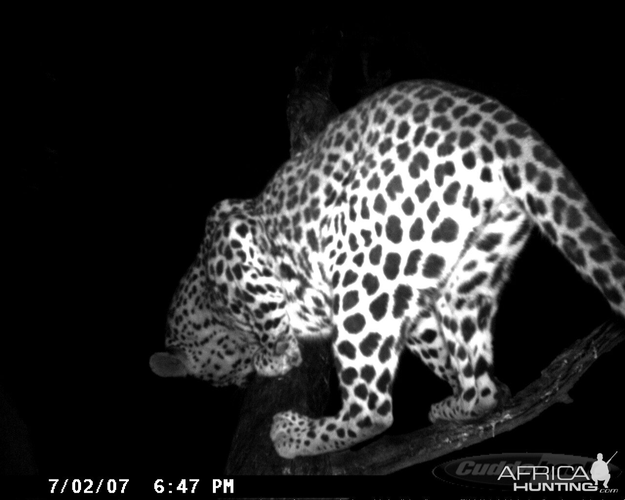 Leopard On Bait In Namibia 