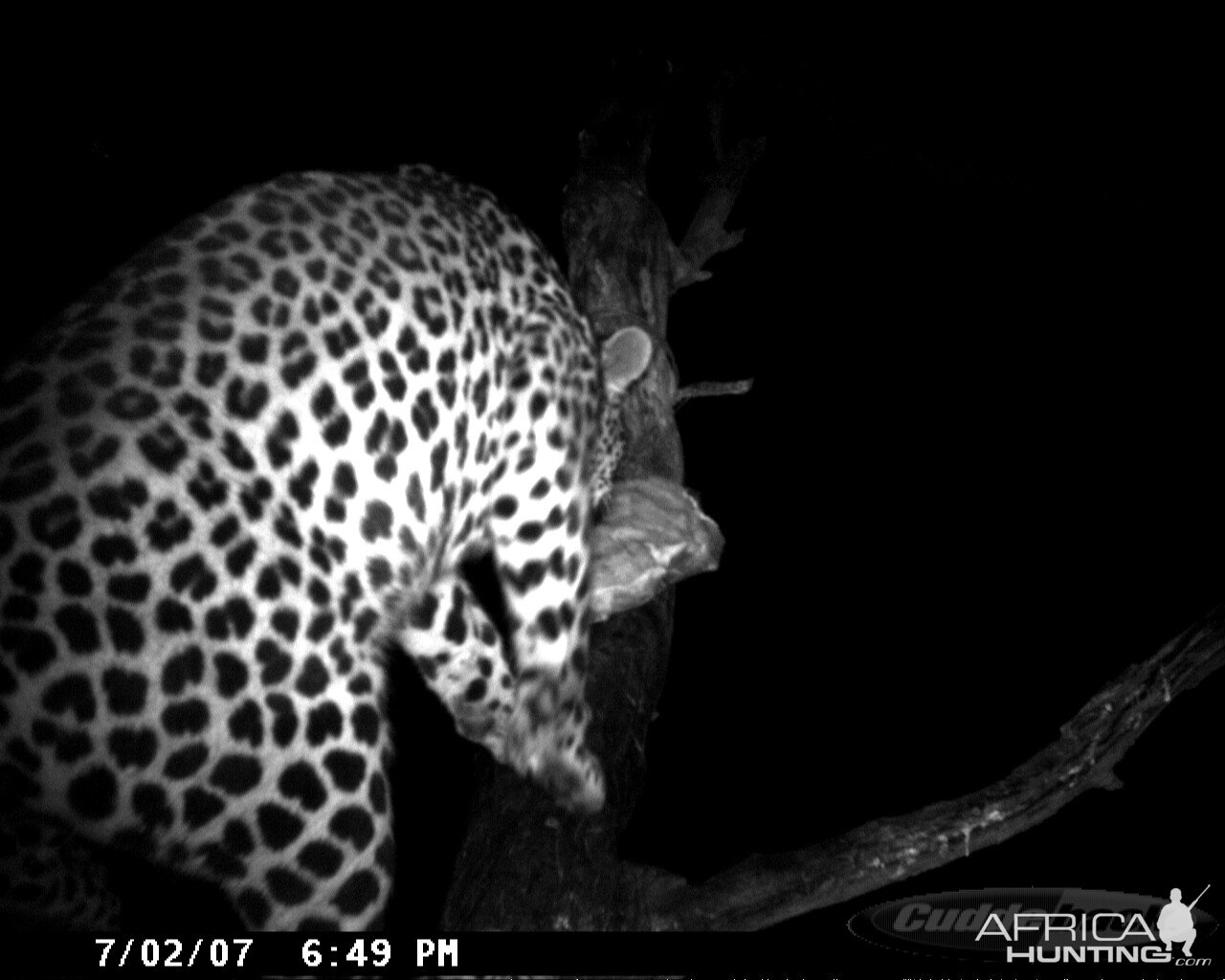 Leopard on Bait in Namibia | AfricaHunting.com