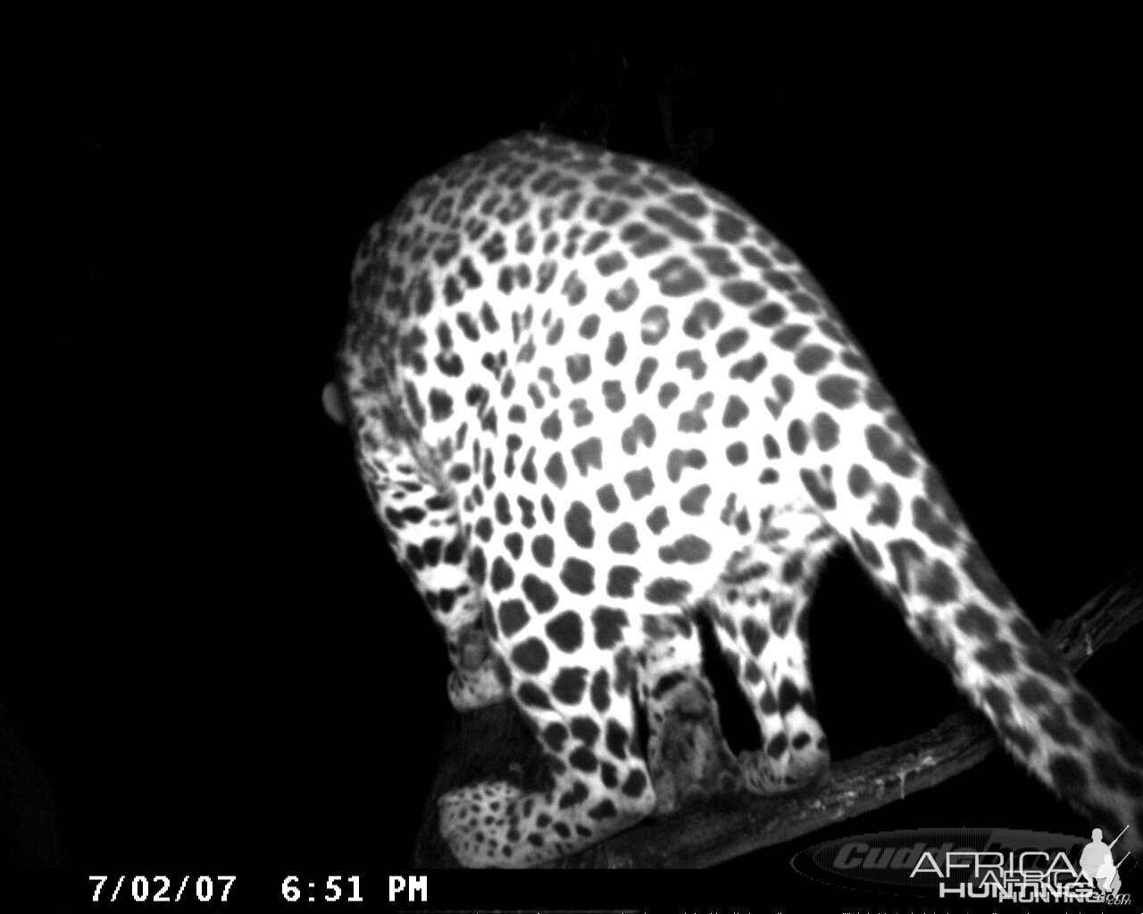 Leopard on Bait in Namibia | AfricaHunting.com