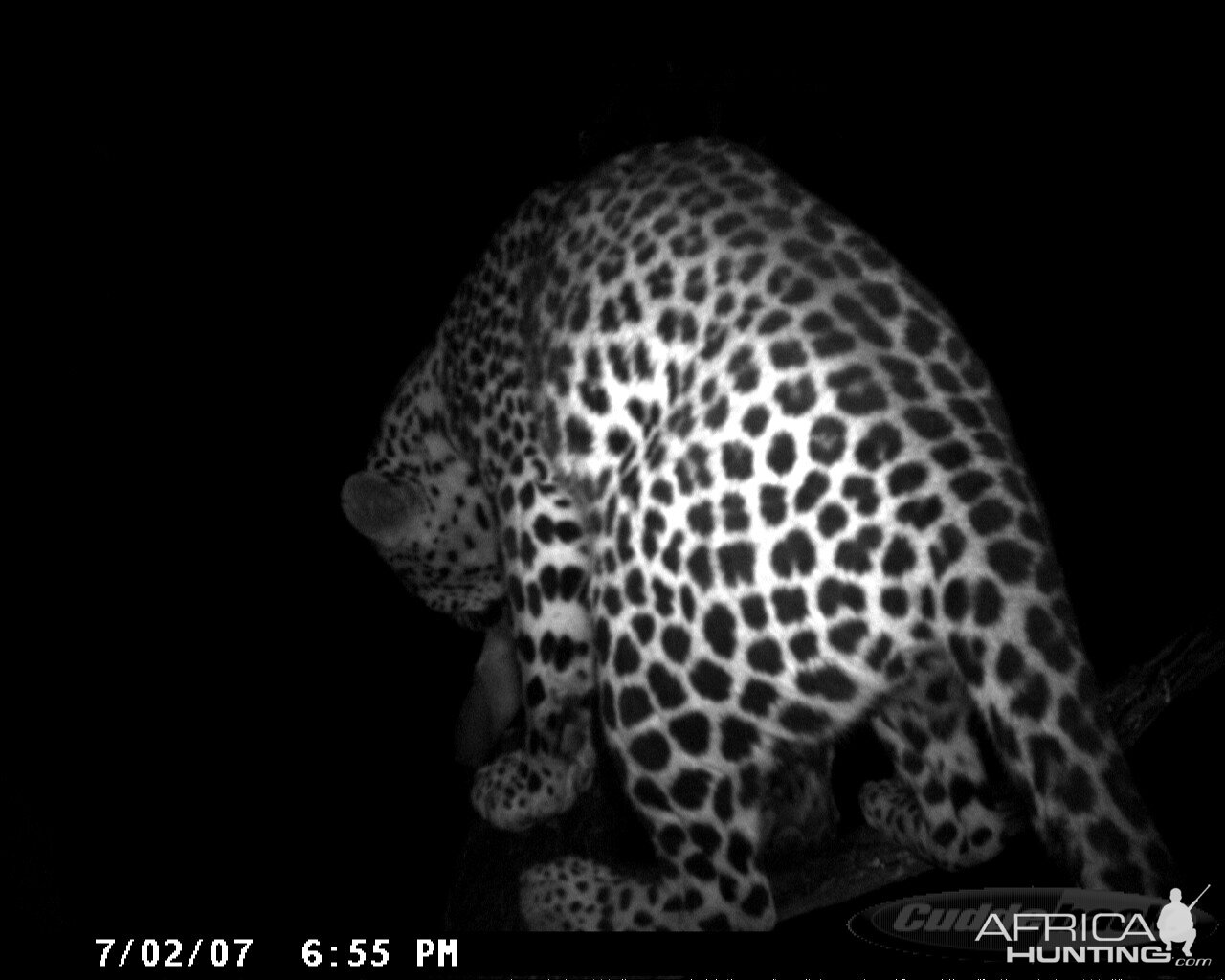 Leopard on Bait in Namibia