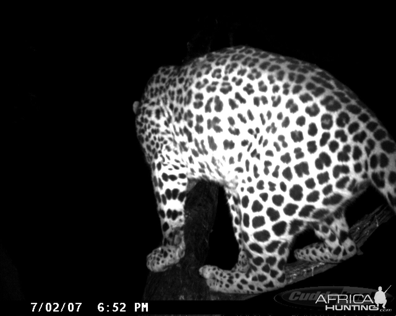 Leopard on Bait in Namibia | AfricaHunting.com