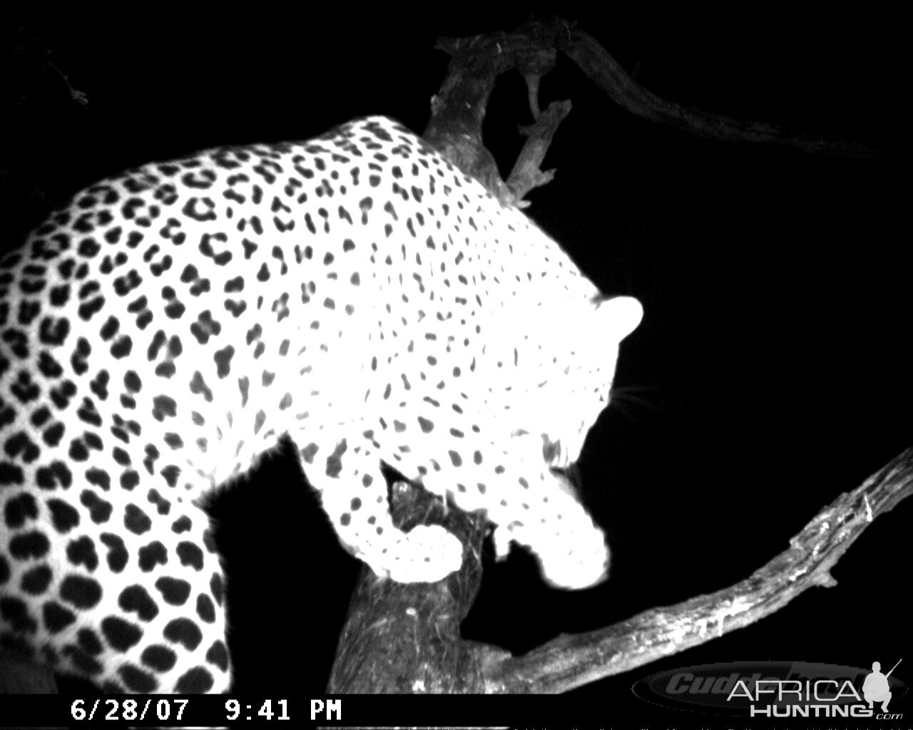 Leopard on Bait in Namibia