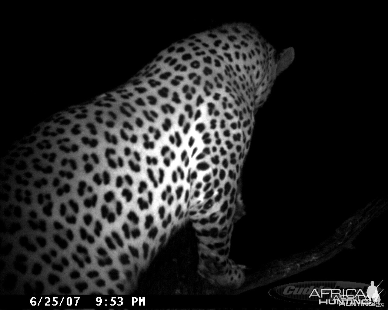 Leopard on Bait in Namibia | AfricaHunting.com