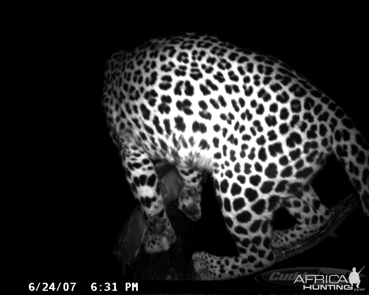 Leopard on Bait in Namibia | AfricaHunting.com