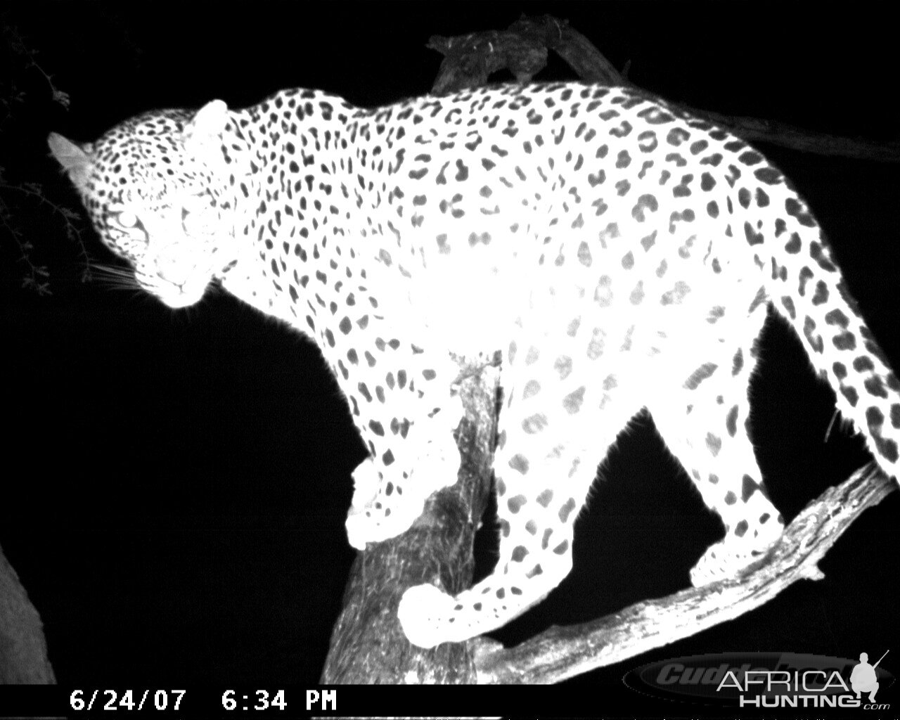 Leopard on Bait in Namibia