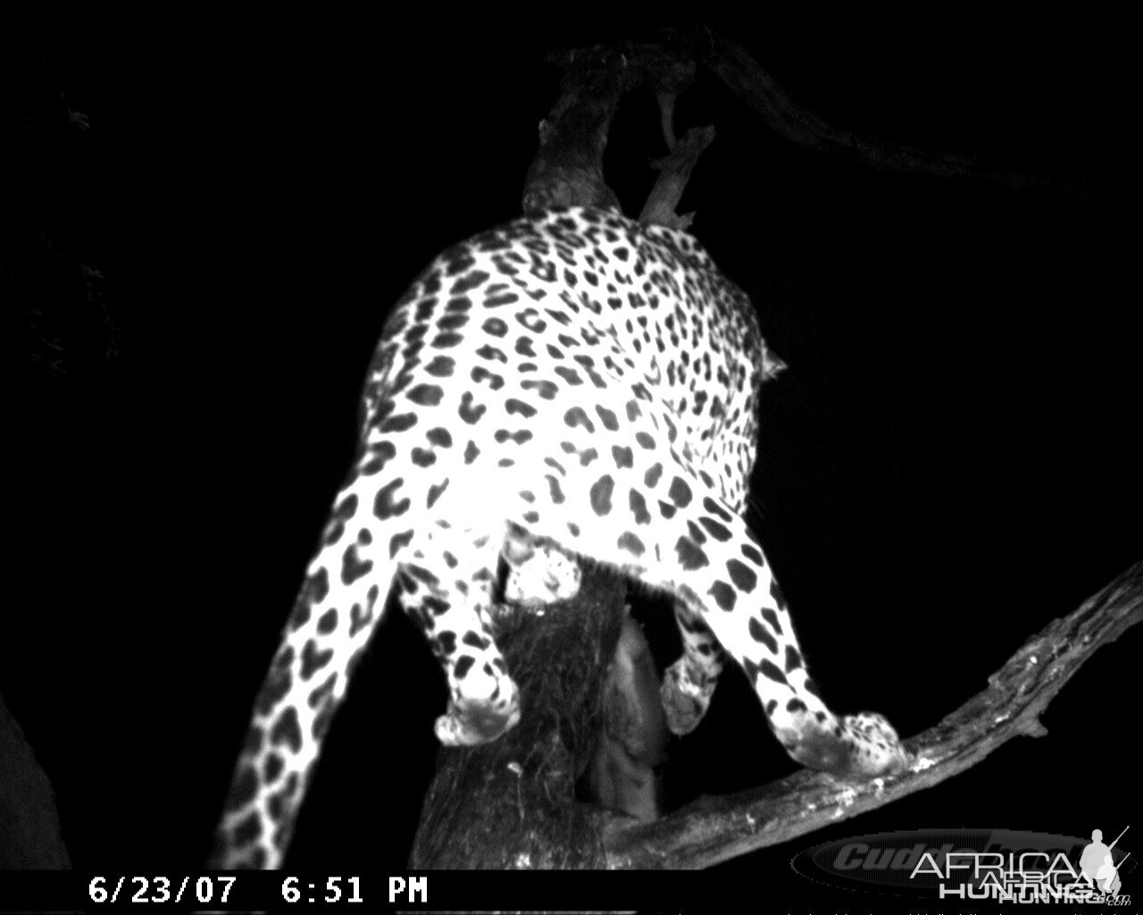 Leopard on Bait in Namibia