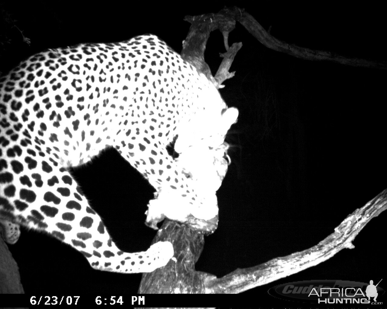 Leopard on Bait in Namibia