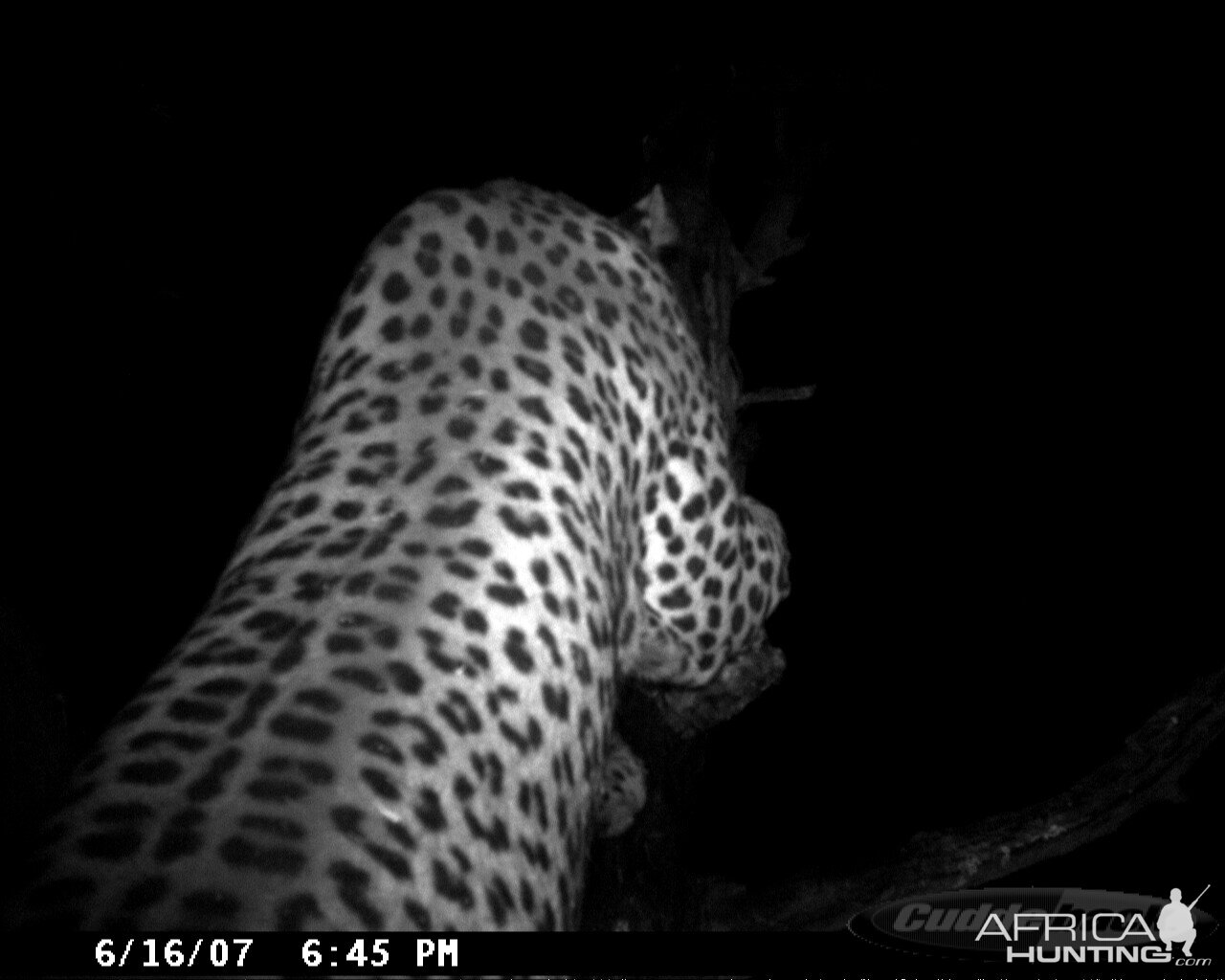 Leopard on Bait in Namibia | AfricaHunting.com